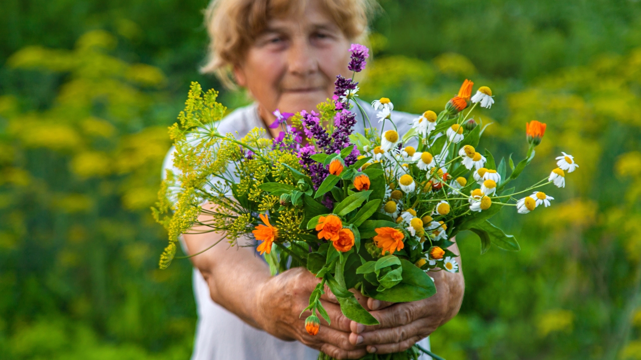 an older woman holds a bouquet of medicinal plants