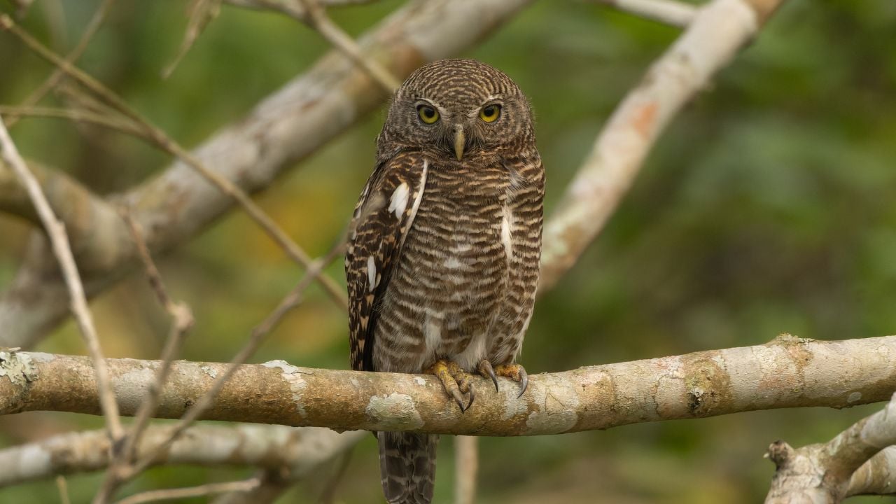 Asian Barred Owlet