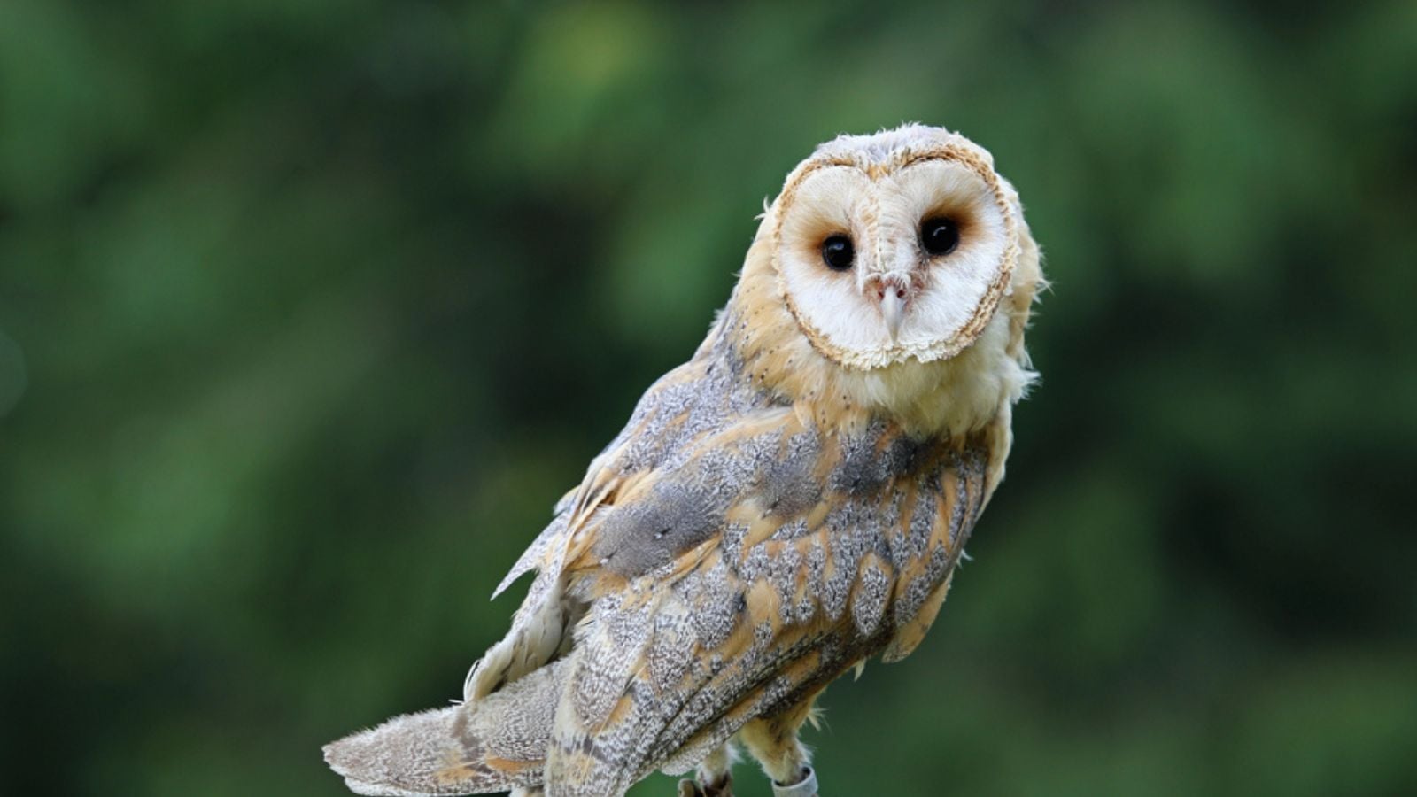 Beautiful elegant barn owl