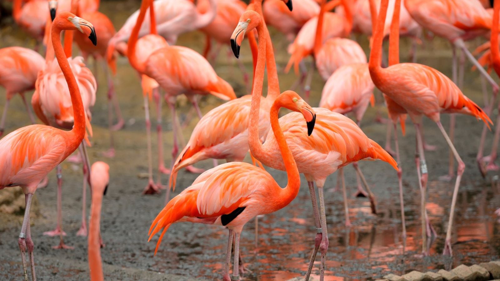 Close up of caribbean flamingos - Phoenicopterus ruber