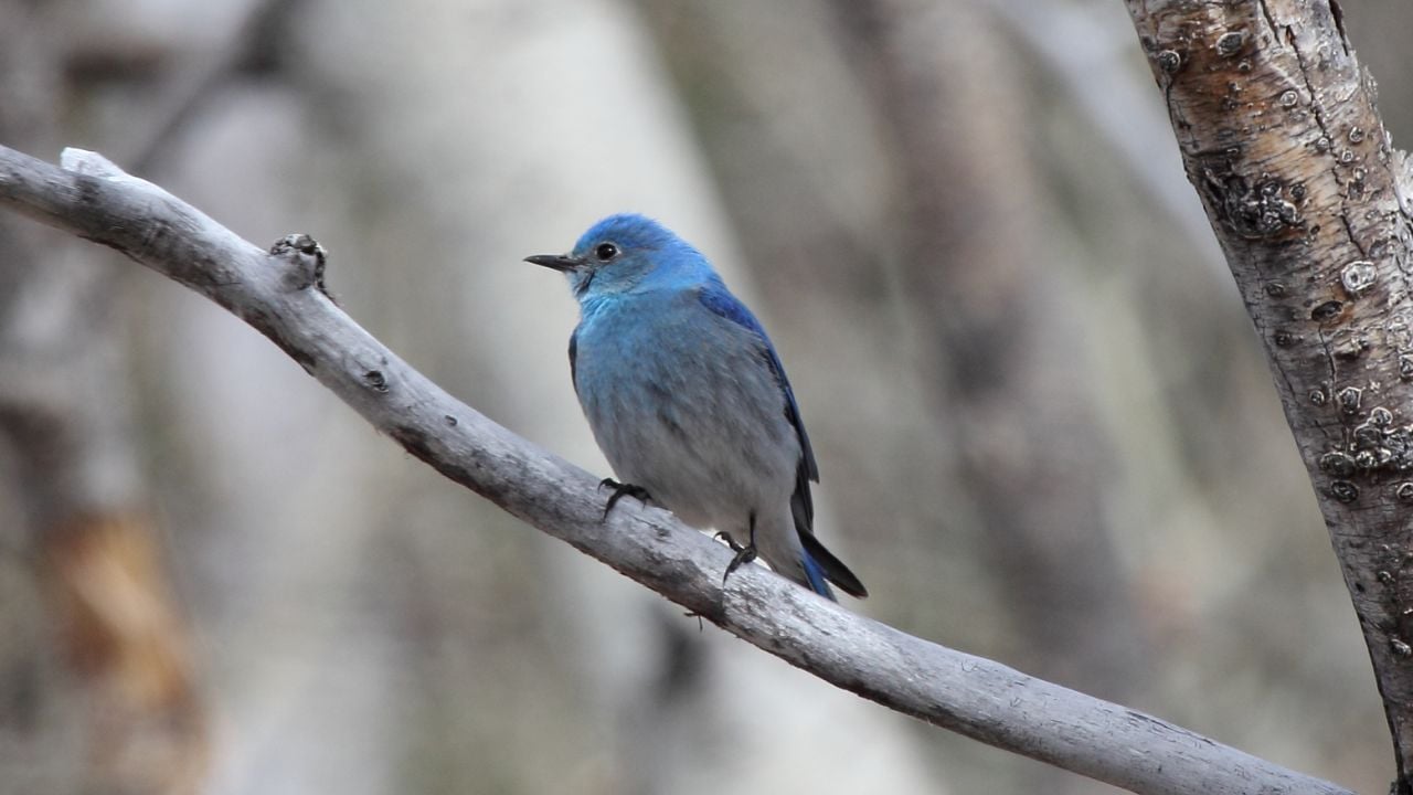 Mountain Bluebird (Sialia currucoides)
