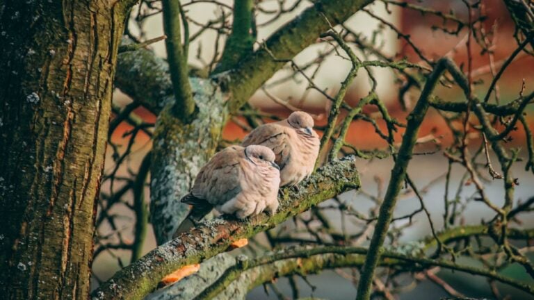 Turtledoves on a tree shivering in cold