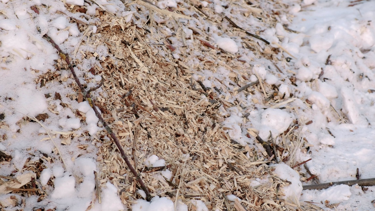 Sawdust and twigs of sawn trees in the snow close-up. Camera moves from top to bottom.