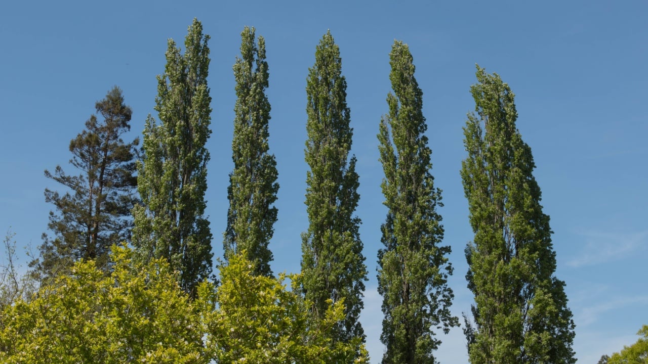 Lombardy Poplar Trees (Populus 'Italica') Against a Bright Blue Sky Background in a Garden in Rural Somerset, England, UK