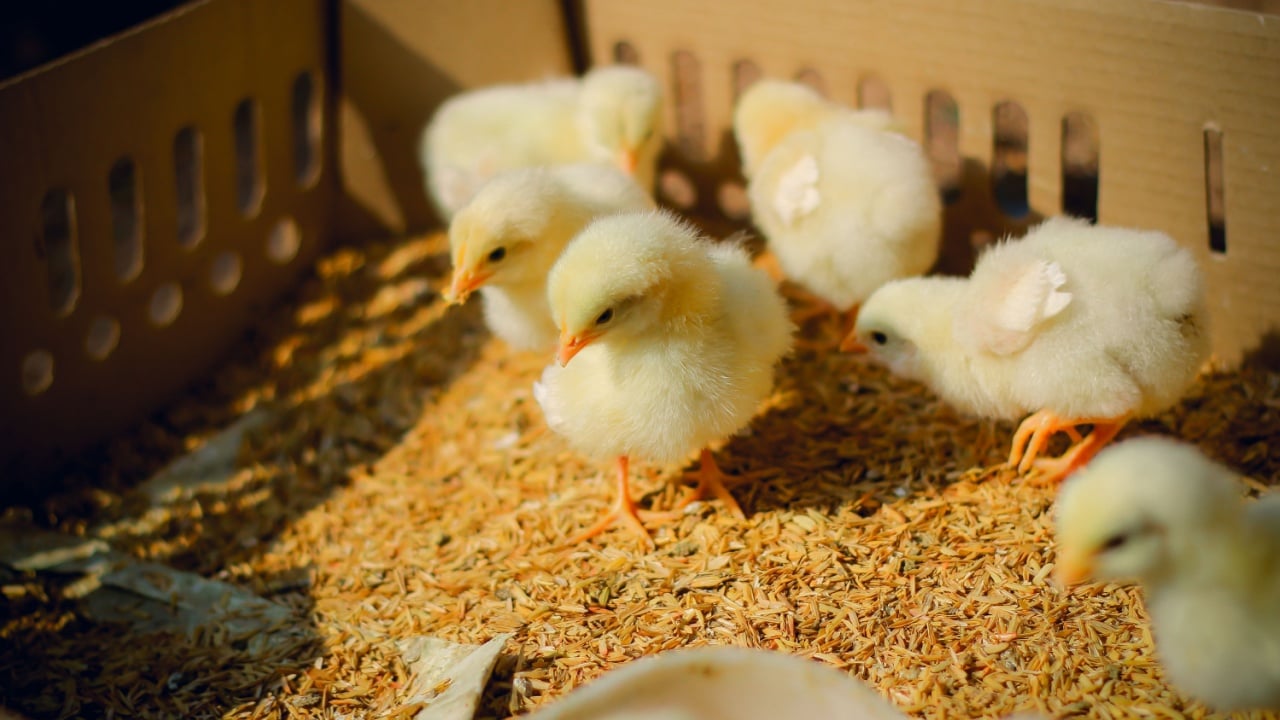 Small chicks are sunny in the winter. To keep its body warm