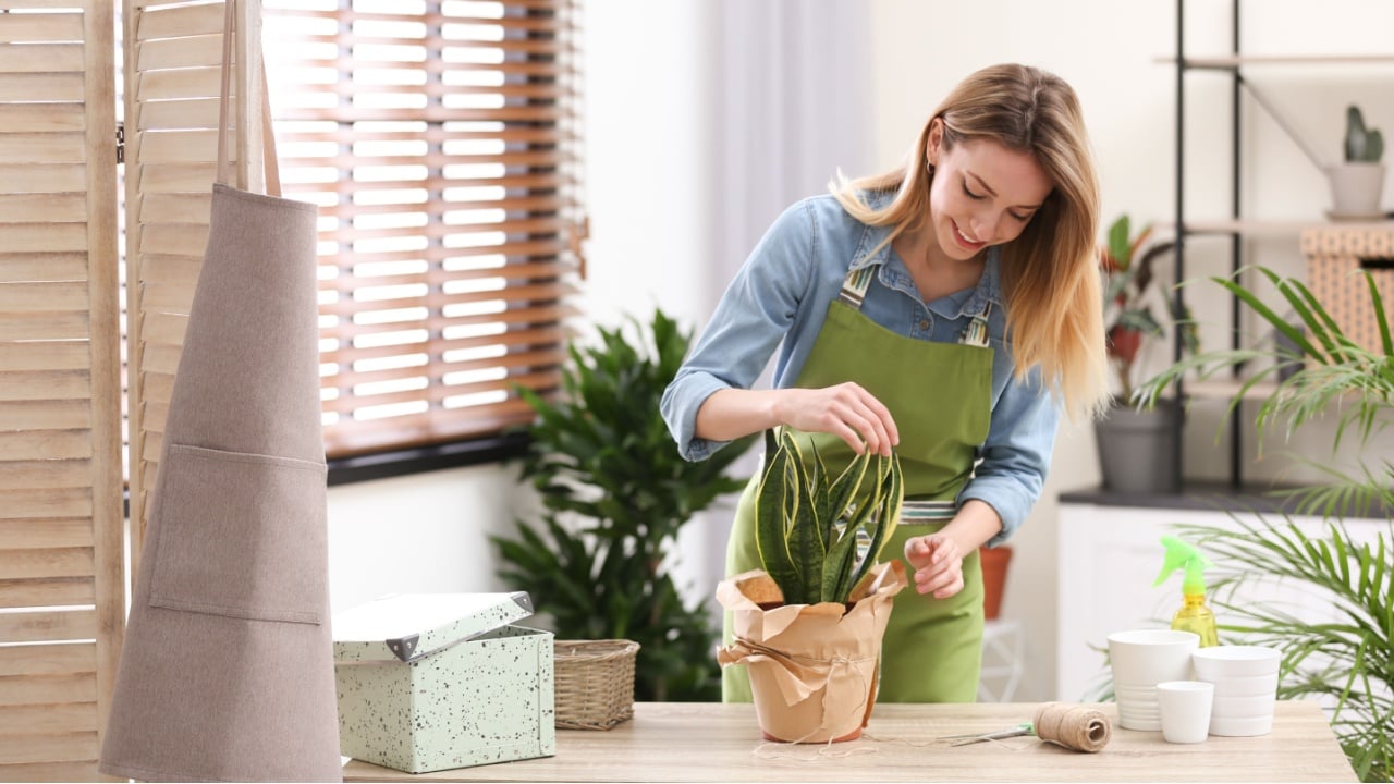 Young woman taking care of houseplant indoors. Interior element