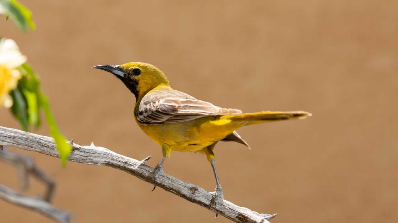 A female Hooded Oriole perches on a branch facing left and looking over her shoulder towards the camera.