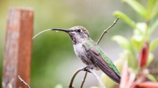 Anna's Hummingbird perched on a plant, flicking its long tongue; San Francisco bay area, California