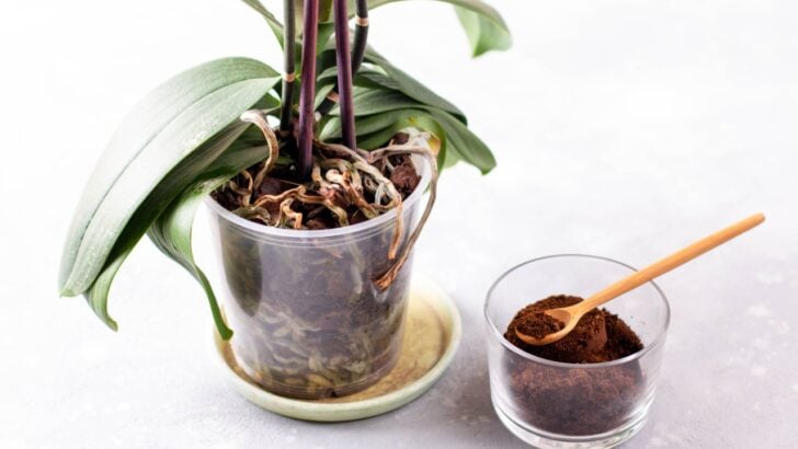 7 Ways to Make Your Kitchen Scraps Work for You