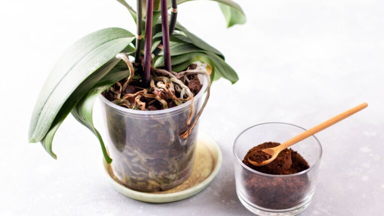 Coffee residue is applied to the tree and is a natural fertilizer.