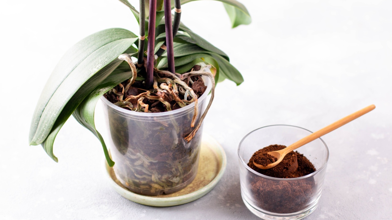 Coffee residue is applied to the tree and is a natural fertilizer.