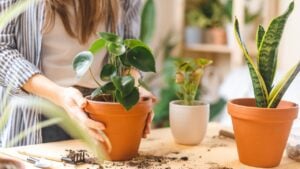 Woman gardeners taking care and transplanting plant a into a new white pot on the wooden table. Home gardening, love of houseplants, freelance. Spring time. Stylish interior with a lot of plants.