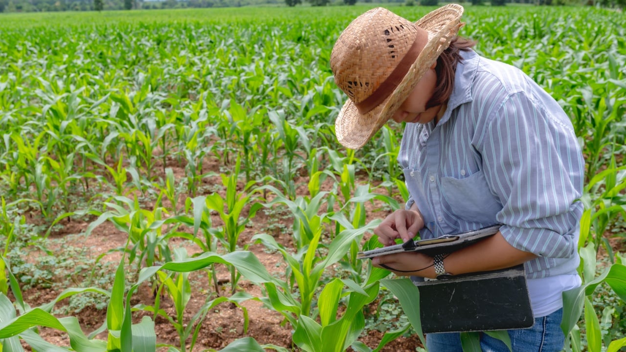 Female farmer working at corn farm,Collect data on the growth of corn plants,She holding tablet touch pad computer
