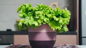 Lettuce in purple pot on kitchen table. Close up of green lettuce in flower pot, fresh and organic vegetable