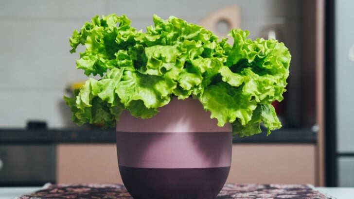 Want to Grow Lettuce Indoors? These 3 Types Work Best