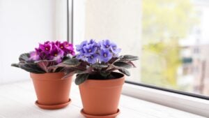 Beautiful potted african violets on white wooden window sill, Delicate house plants