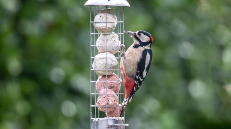 A Dendrocopos Major Eating Suet from a Garden Bird Feeder