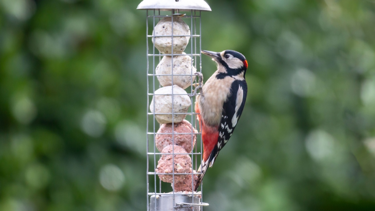 A Dendrocopos Major Eating Suet from a Garden Bird Feeder