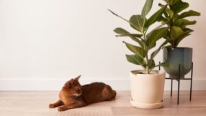 Abyssinian young cat lies near a house plant. Beautiful purebred short haired kitten