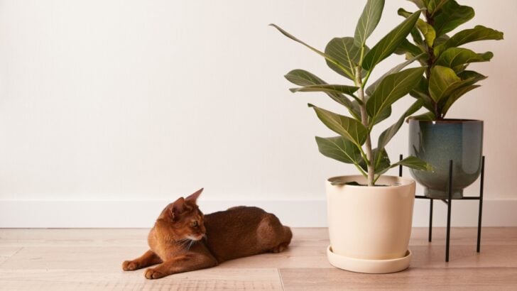 14 Houseplants That Are Seriously Toxic to Your Cat