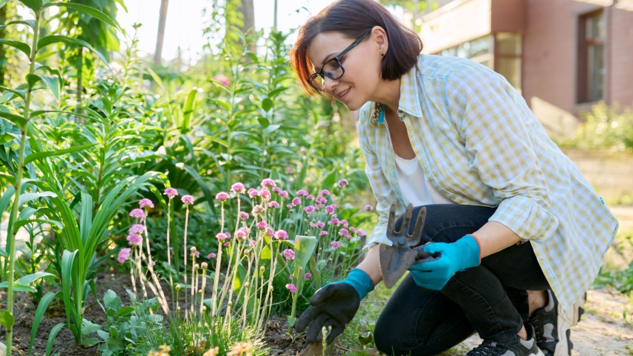 Middle aged woman working in flower bed using gardening tools.