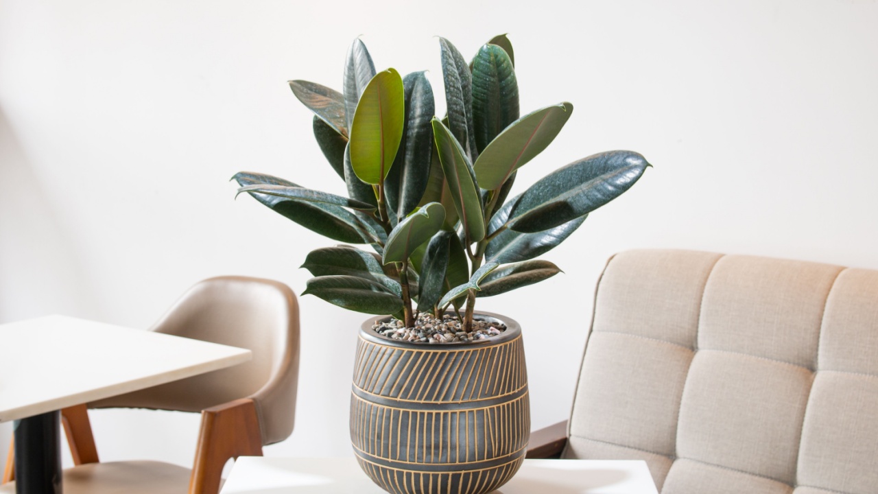 Ficus elastica (rubbery, black ficus, elastic, black prince) planted in a black ceramic pot decoration at home