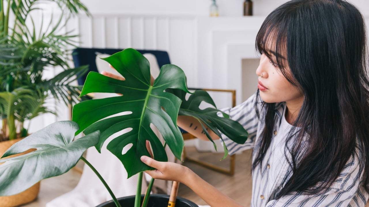 Close-up young women's hands check the leaf damage of the houseplant Monstera Deliciosa with care. Monstera lover at home. The concept of plant care.