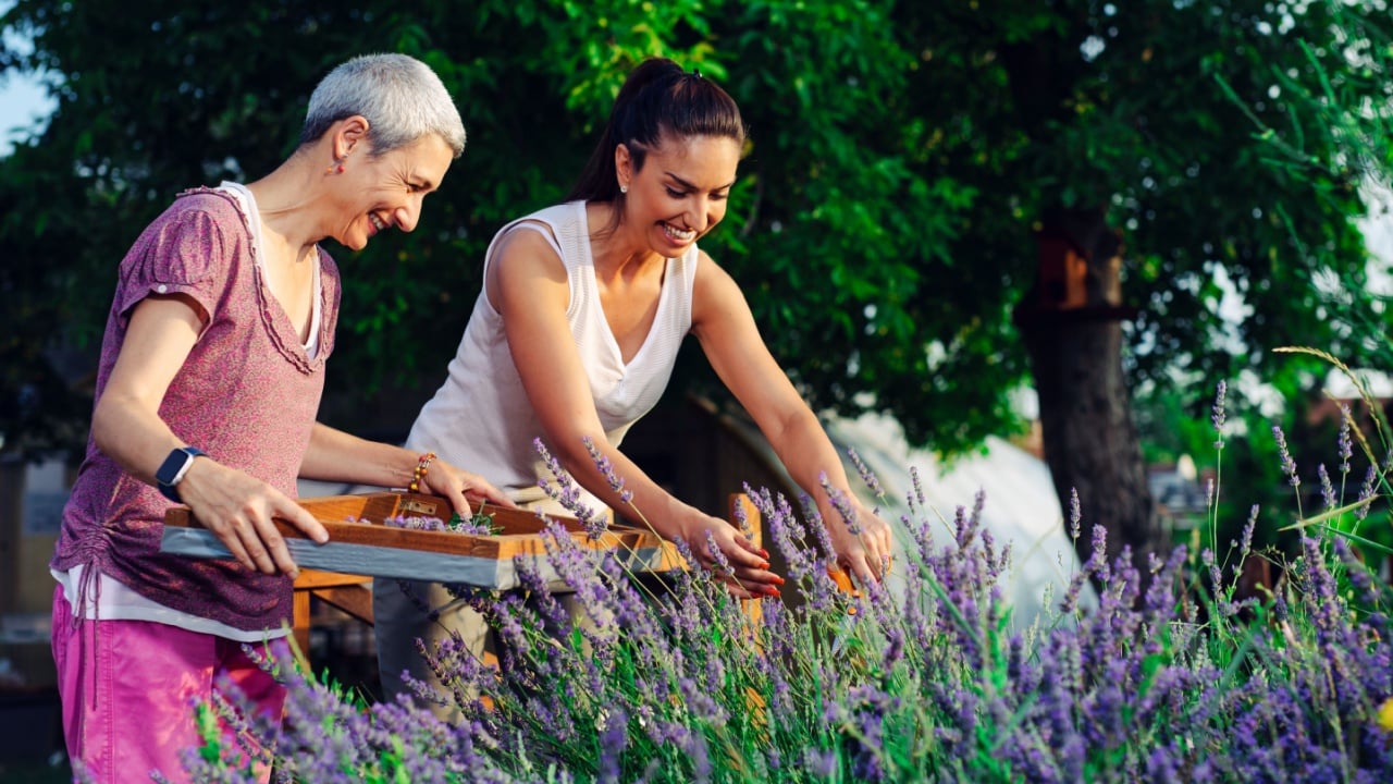 Lavender harvesting. Mother and daughter picking lavender flowers.
