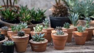 Cozy plant store with planter pots on wooden showcase and terracotta pot on floor. Greenhouse with decorative succulent houseplants for sale. Home floral design studio. Small business, garden nursery.