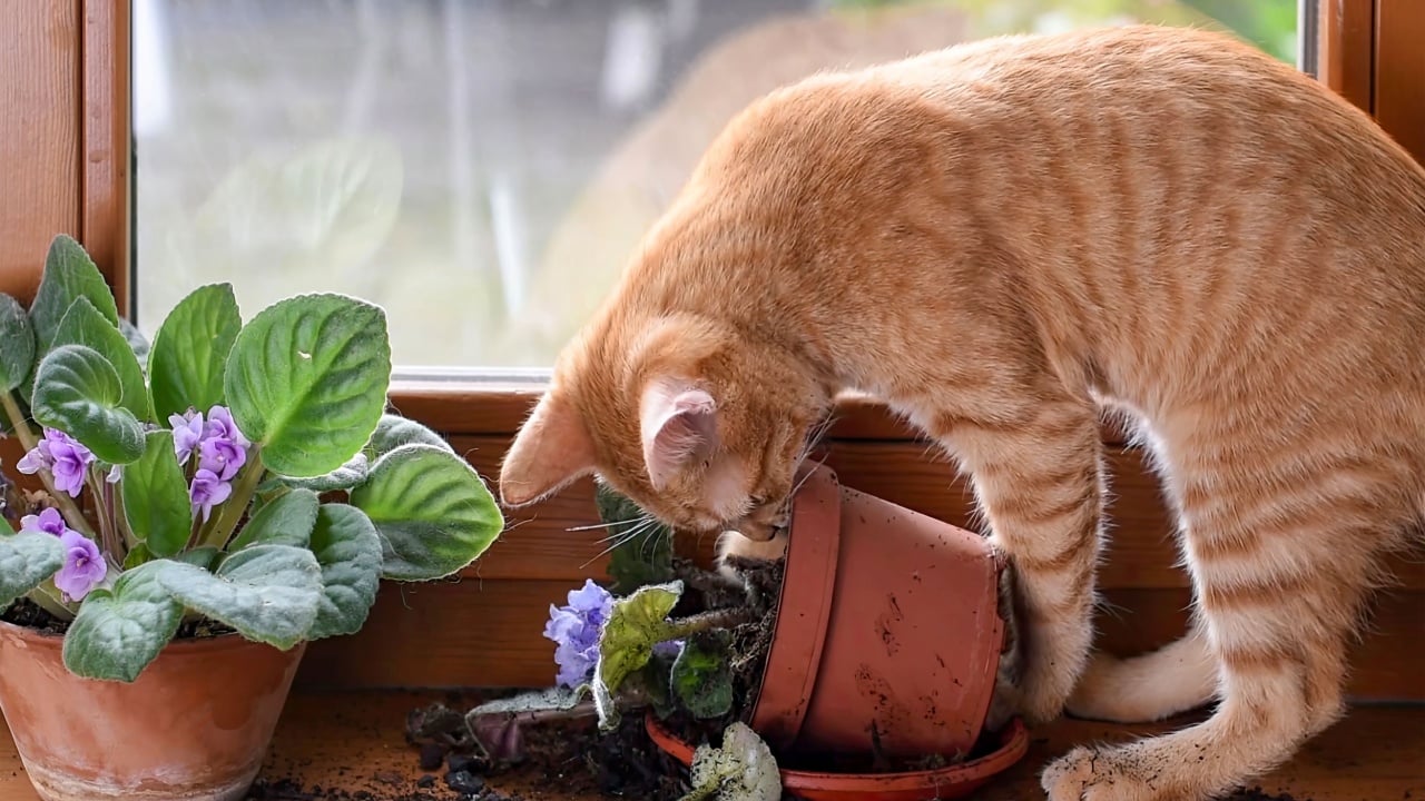 A red kitten on the window breaks a houseplant.Naughty playful cat. Pet problems at home. Smashed down houseplant by pet