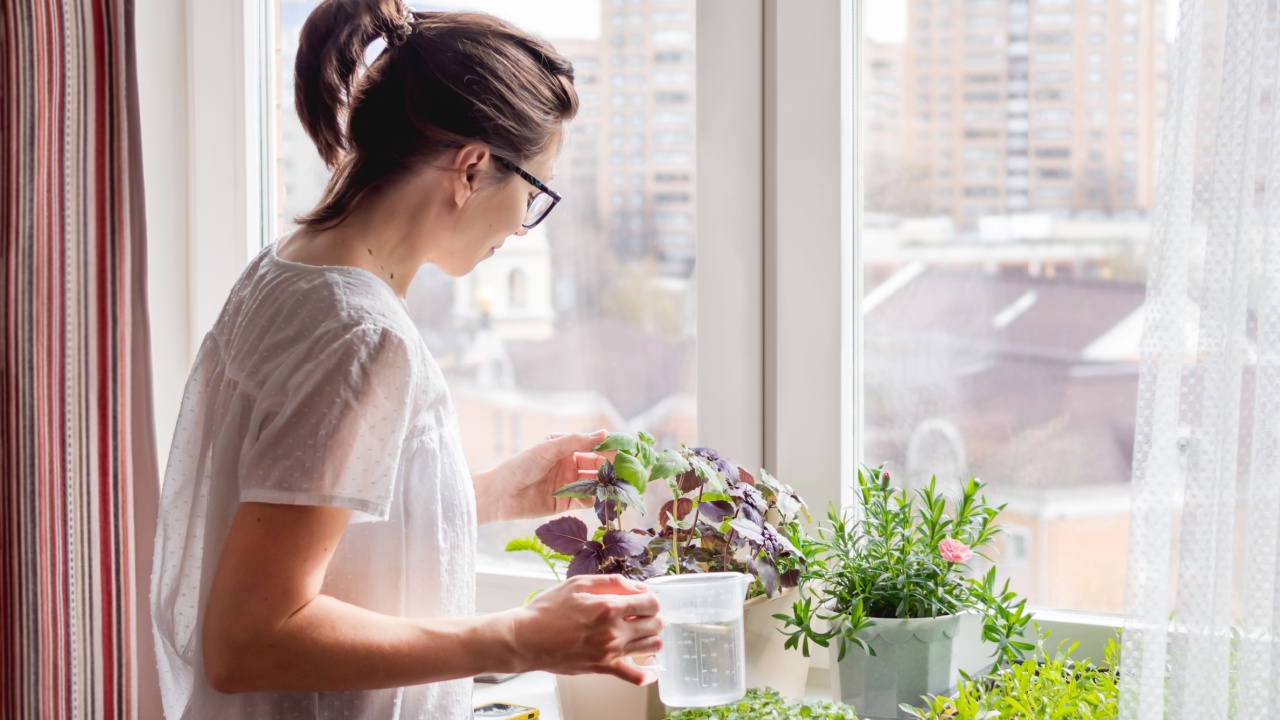 Woman is watering houseplants and microgreens on windowsill. Growing edible organic basil, arugula, microgreen of cabbage for healthy nutrition. Gardening at home.