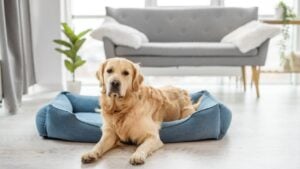 Golden retriever dog resting in the light room, lying on his place