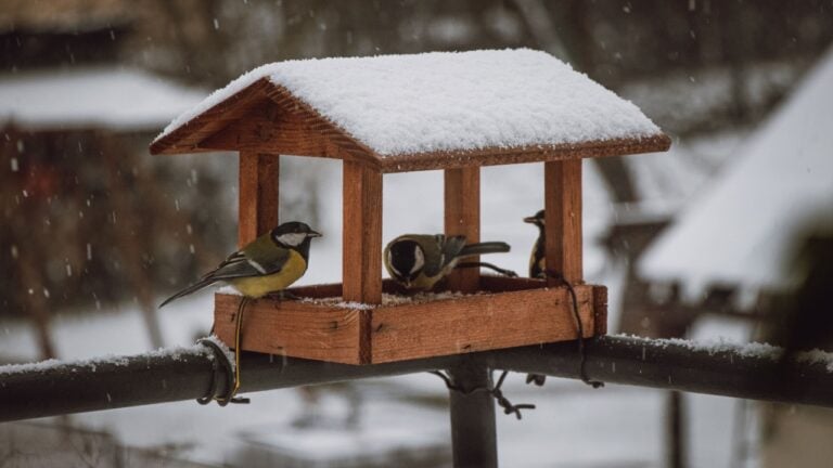 Young titmice coming to the feeder in winter months for food. Feeding the birds during harsh and cold days.