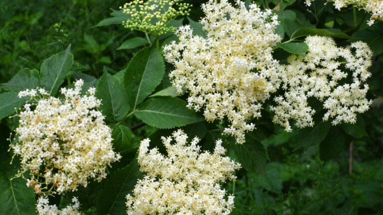 In spring, elderberry blooms in the wild