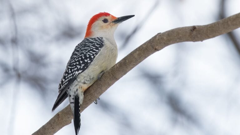 A male Red-bellied Woodpecker is perched on a branch. Taylor Creek Park, Toronto, Ontario, Canada.