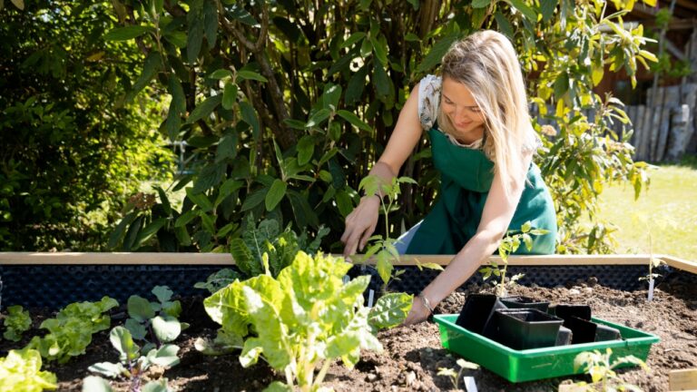 young woman, gardener planting young tomato plants in a raised bed
