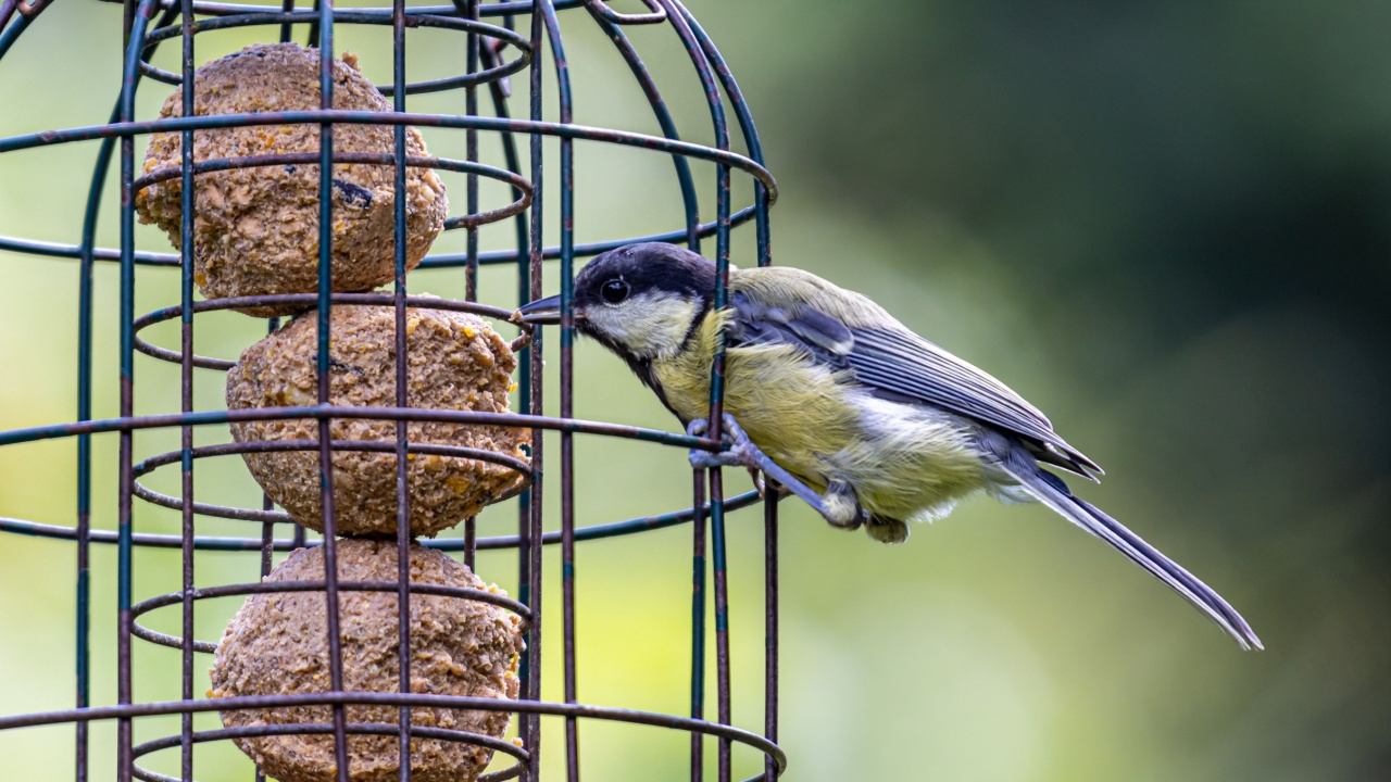 A close up of a Parus Major, commonly known as a Great Tit, eating suet from a garden bird feeder