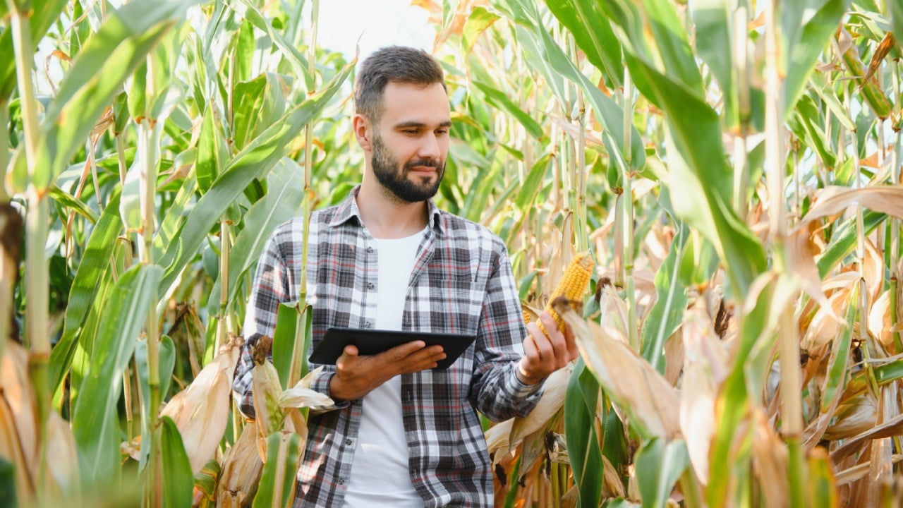 Farmer, businessman in corn field, works uses tablet computer. Male farmer with digital tablet works in corn field