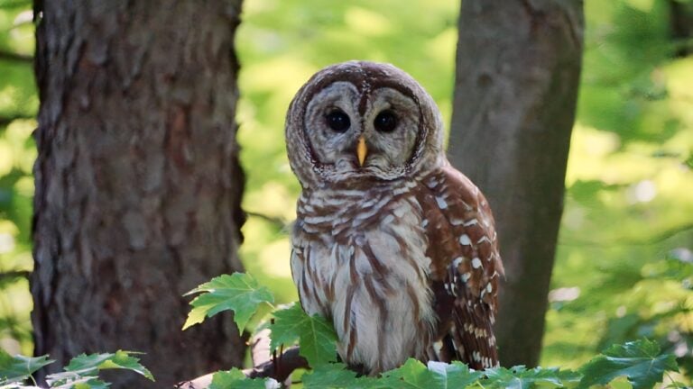 Beautiful owl perched on a branch enjoying nature
