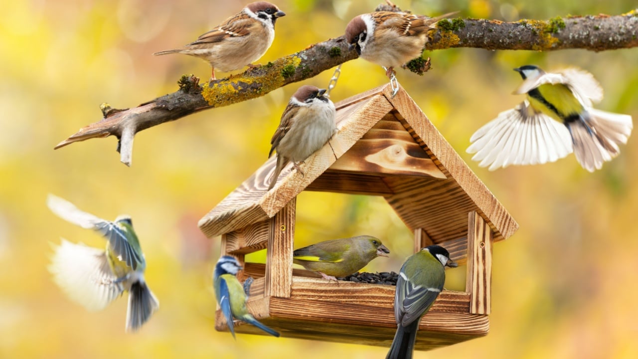 Group of little birds feeding on a bird feeder with sunflower seeds on autumn background. Great tit, blue tit, sparrow, greenfinch