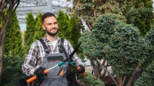 the gardener trims the trees.