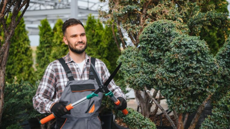the gardener trims the trees.