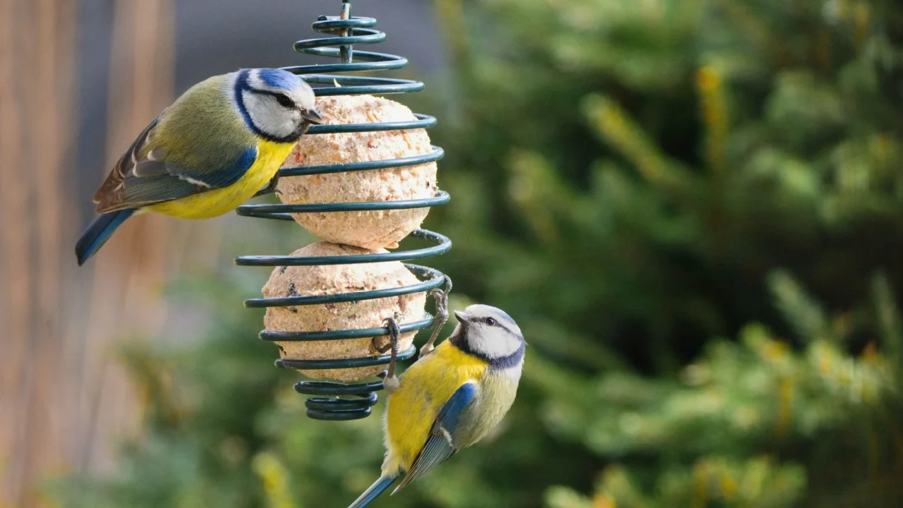 Winter garden scene with blue tit birds eating a fat ball.