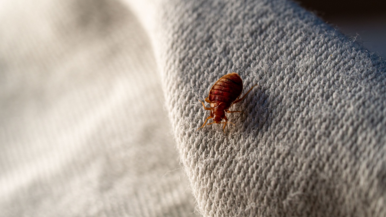 Bedbug on bed and linen macro