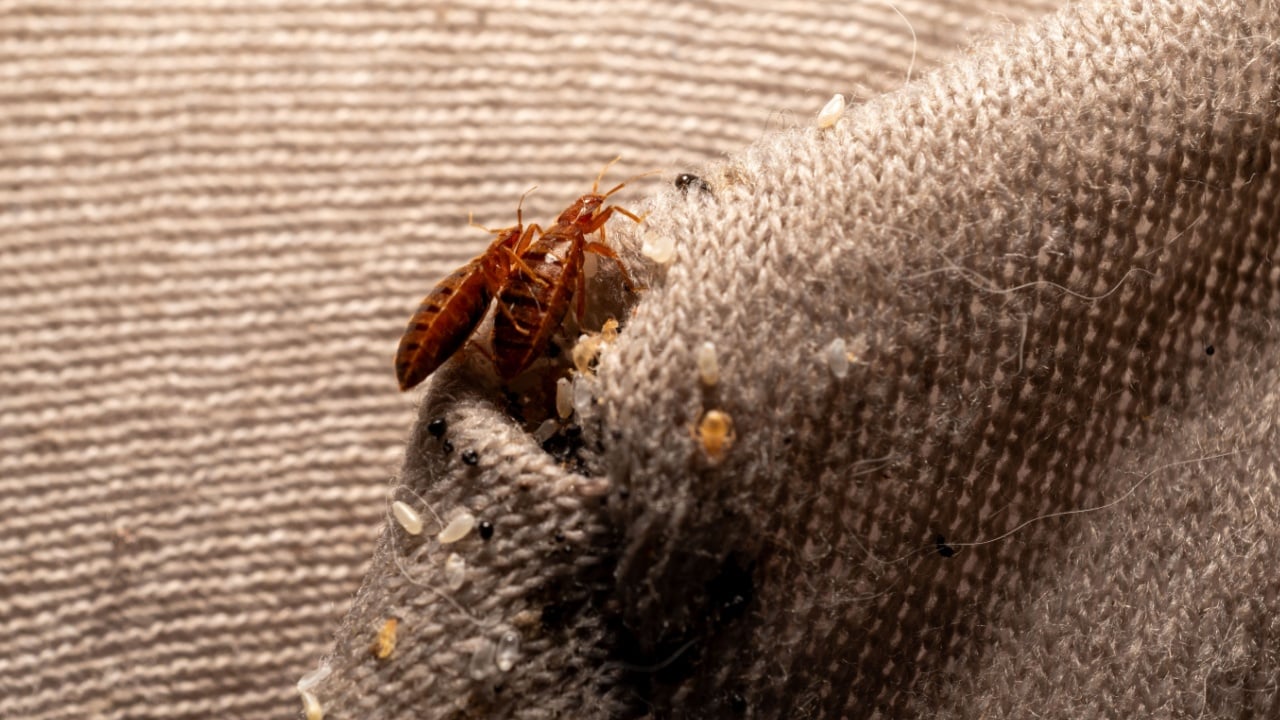 Bed Bugs Hiding in Corner Seam of Mattress Protector