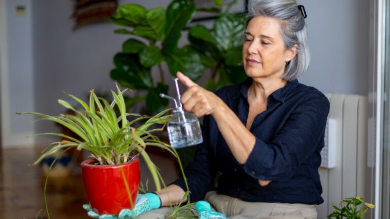 Grey haired mature woman holding a red pot and watering chlorophytum comosum plant with a spray bottle, taking care of houseplants at home