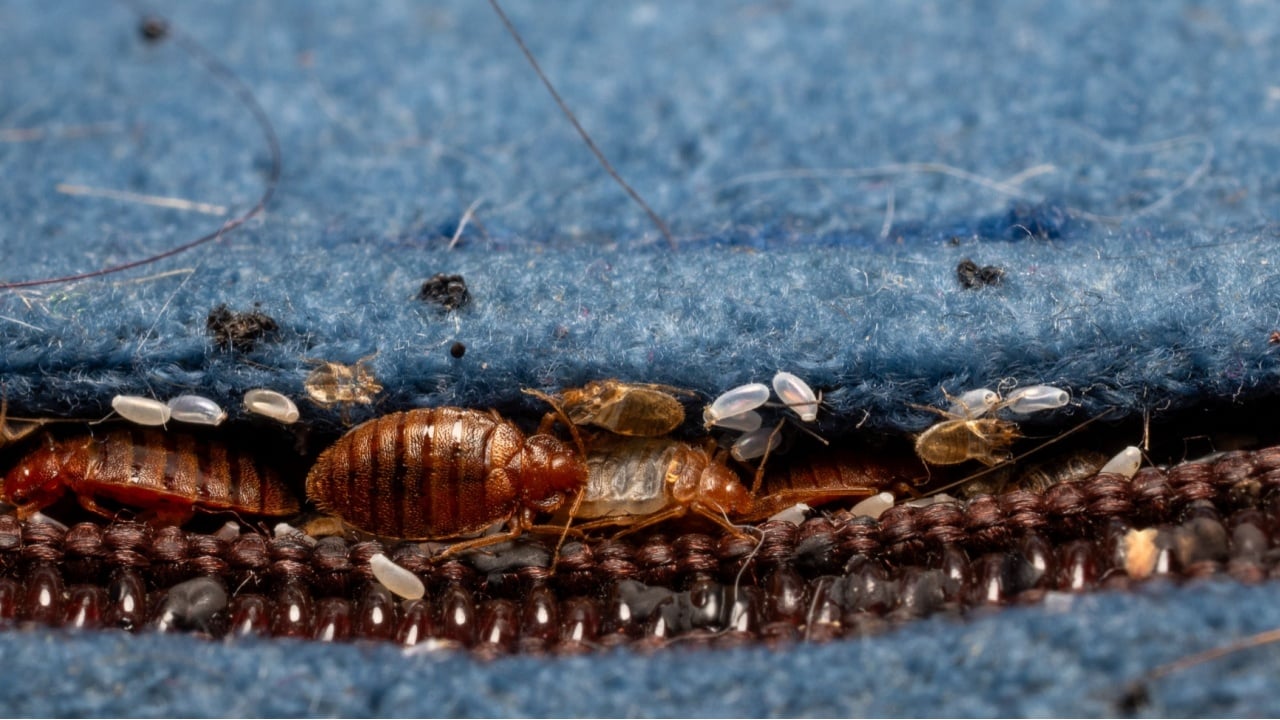 Severe Bed Bug infestation - macro