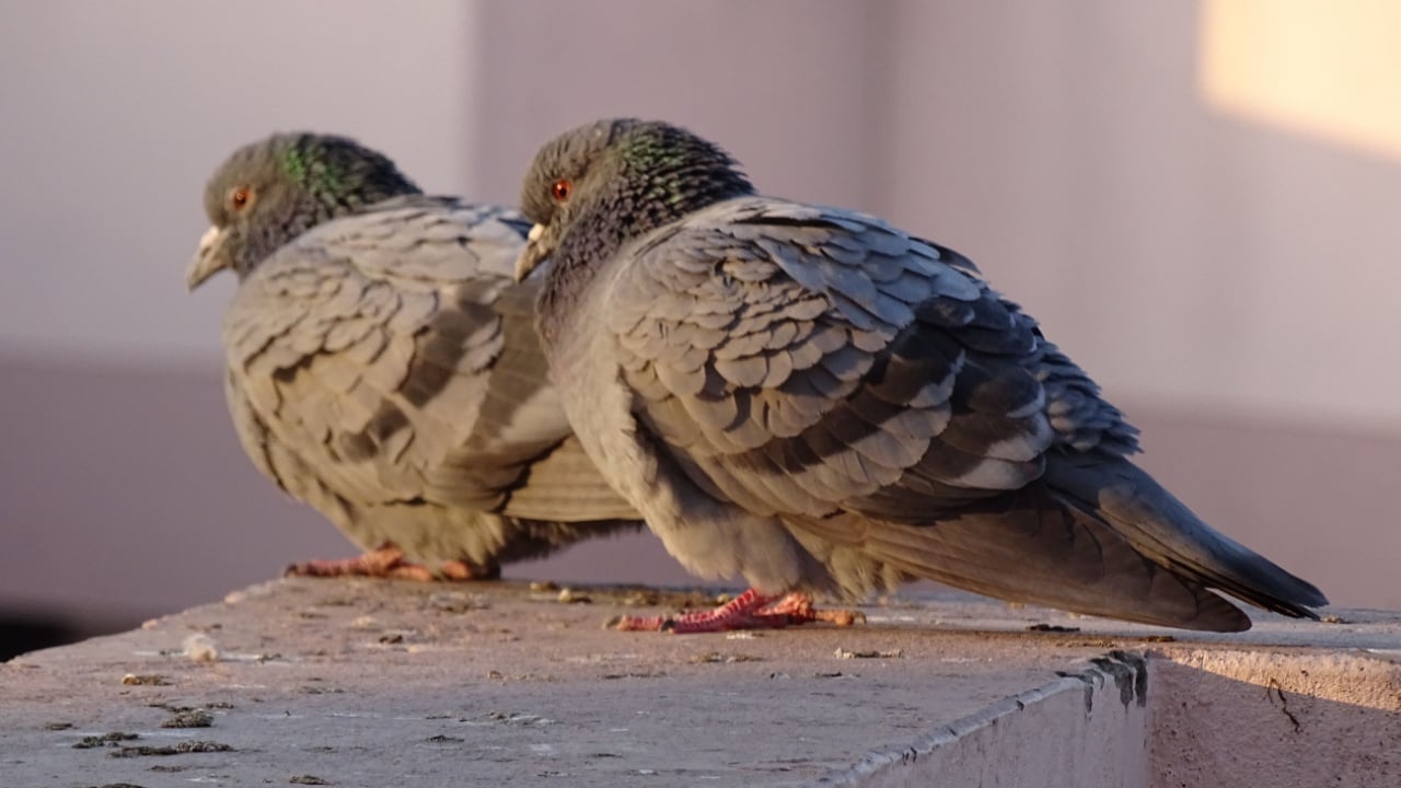 Pigeon pair shivering in cold and having sun heat