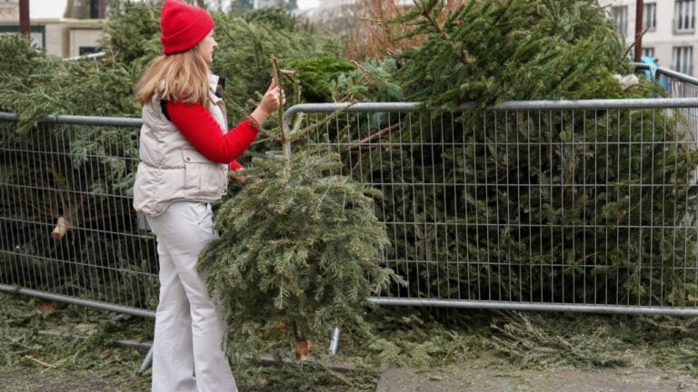 A woman is is throwing away Christmas trees behind the fence