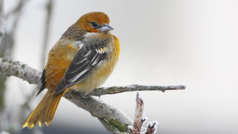 Baltimore oriole (Icterus galbula) in winter weather, the Netherlands